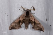 Pauwoogpijlstaart / Eyed Hawk-moth (Smerinthus ocellata)