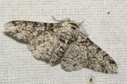 Peper-en-zoutvlinder / Peppered Moth (Biston betularia)