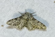 Peper-en-zoutvlinder / Peppered Moth (Biston betularia)