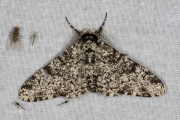 Peper-en-zoutvlinder / Peppered Moth (Biston betularia)
