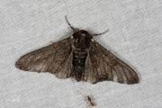 Peper-en-zoutvlinder / Peppered Moth (Biston betularia)