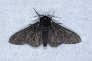 Peper-en-zoutvlinder / Peppered Moth (Biston betularia)