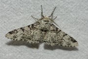 Peper-en-zoutvlinder / Peppered Moth (Biston betularia)