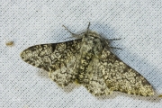 Peper-en-zoutvlinder / Peppered Moth (Biston betularia)