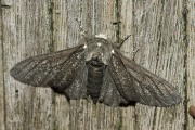 Peper-en-zoutvlinder / Peppered Moth (Biston betularia)