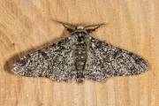 Peper-en-zoutvlinder / Peppered Moth (Biston betularia)