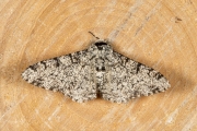 Peper-en-zoutvlinder / Peppered Moth (Biston betularia)