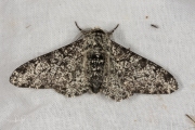 Peper-en-zoutvlinder / Peppered Moth (Biston betularia)