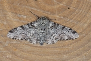 Peper-en-zoutvlinder / Peppered Moth (Biston betularia)