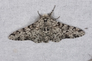 Peper-en-zoutvlinder / Peppered Moth (Biston betularia)