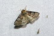 Peppel-orvlinder / Figure of Eighty (Tethea ocularis)