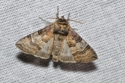 Peppel-orvlinder / Figure of Eighty (Tethea ocularis)