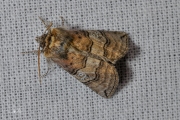 Peppel-orvlinder / Figure of Eighty (Tethea ocularis)