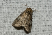 Peppel-orvlinder / Figure of Eighty (Tethea ocularis)