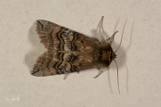 Peppel-orvlinder / Figure of Eighty (Tethea ocularis)