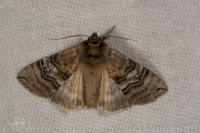 Peppel-orvlinder / Figure of Eighty (Tethea ocularis)