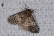 Peppel-orvlinder / Figure of Eighty (Tethea ocularis)