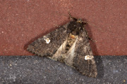 Perzikkruiduil / Dot Moth (Melanchra persicariae)