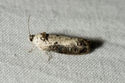 Pinguintje (Hedya salicella), micro