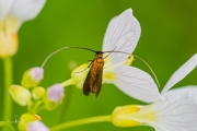 Pinksterbloemlangsprietmot (Cauchas rufimitrella), micro