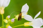 Pinksterbloemlangsprietmot (Cauchas rufimitrella), micro