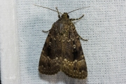 Piramidevlinder / Copper Underwing (Amphipyra pyramidea)