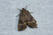 Piramidevlinder / Copper Underwing (Amphipyra pyramidea)