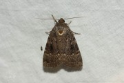 Piramidevlinder / Copper Underwing (Amphipyra pyramidea)