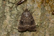 Piramidevlinder / Copper Underwing (Amphipyra pyramidea)