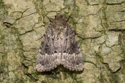 Piramidevlinder / Copper Underwing (Amphipyra pyramidea)