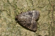 Piramidevlinder / Copper Underwing (Amphipyra pyramidea)