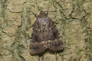 Piramidevlinder / Copper Underwing (Amphipyra pyramidea)