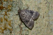 Piramidevlinder / Copper Underwing (Amphipyra pyramidea)