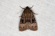 Piramidevlinder / Copper Underwing (Amphipyra pyramidea)