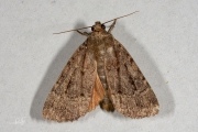 Piramidevlinder / Copper Underwing (Amphipyra pyramidea)