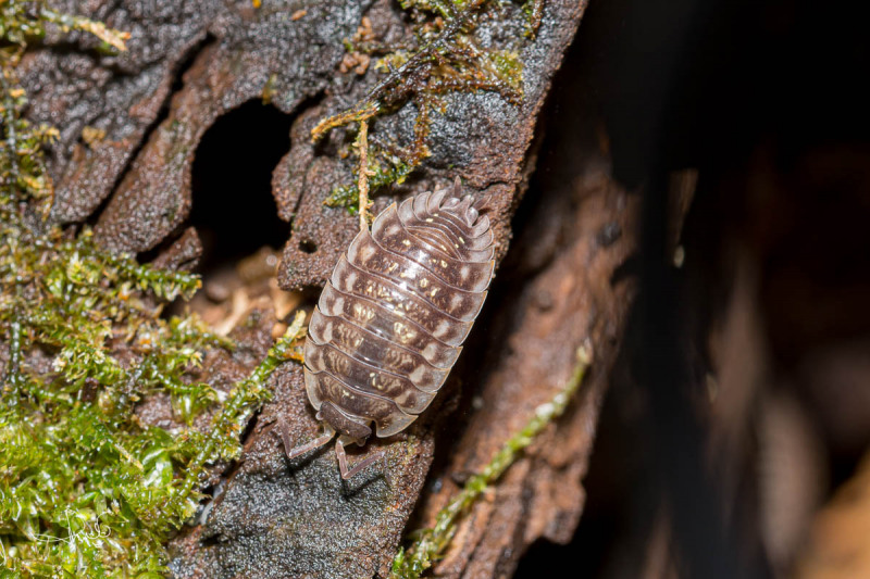 Kelderpissebed / Common Shiny Woodlouse (Oniscus asellus)