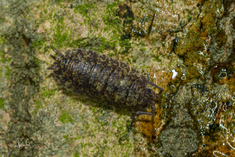 Ruwe pissebed / Common Rough Woodlouse (Porcellio scaber)