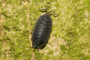 Ruwe pissebed / Common Rough Woodlouse (Porcellio scaber)