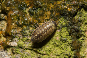 Mospissebed / Common Striped Woodlouse (Philoscia muscorum)