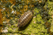 Mospissebed / Common Striped Woodlouse (Philoscia muscorum)