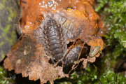 Kelderpissebed / Common Shiny Woodlouse (Oniscus asellus)