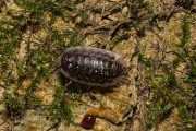Kelderpissebed / Common Shiny Woodlouse (Oniscus asellus)