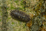 Ruwe pissebed / Common Rough Woodlouse (Porcellio scaber)