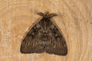 Plakker / Gypsy Moth (Lymantria dispar)