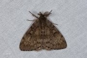 Plakker / Gypsy Moth (Lymantria dispar)