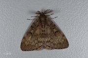 Plakker / Gypsy Moth (Lymantria dispar)