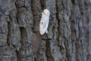 Plakker / Gypsy Moth (Lymantria dispar)