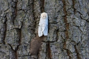 Plakker / Gypsy Moth (Lymantria dispar)