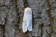 Plakker / Gypsy Moth (Lymantria dispar)