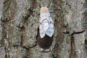 Plakker / Gypsy Moth (Lymantria dispar)